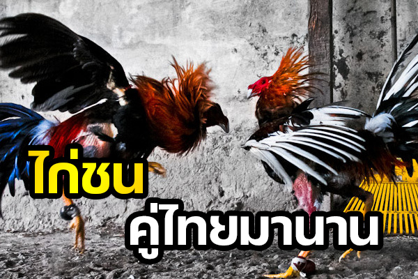 ไก่ชนอยู่คู่วัฒนธรรมไทยมานาน